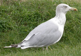 Herring Gull