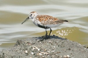 IMG_2206dunlin22_redigerad-1