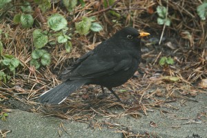 IMG_6092koltrast1