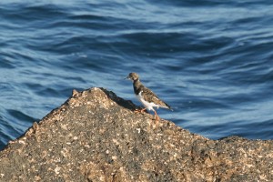 IMG_6183Ruddy Turnstone