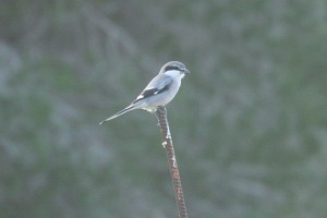 IMG_6220Southern Grey Shrike