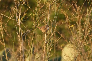 IMG_6369Sardinian Warbler