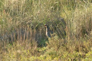 IMG_6400Red-legged Partridge