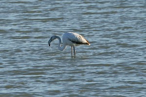 IMG_6483Greater Flamingo
