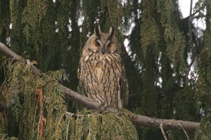 IMG_7317_Hornuggla
