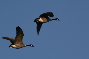 Canada Goose1