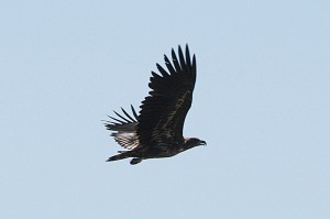 white-tailed-eagle1