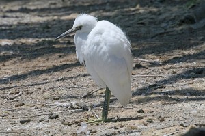 snowy-egret6