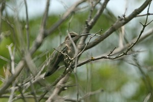 Annas-Hummingbird2