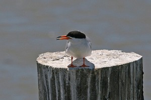 Forsters-Tern2