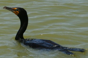 double-crested-comorant1