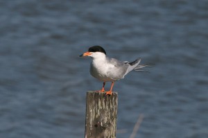 forsters tern5