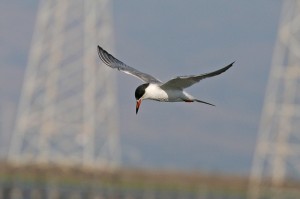 forster´s tern6