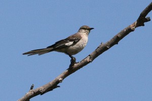 mockingbird2