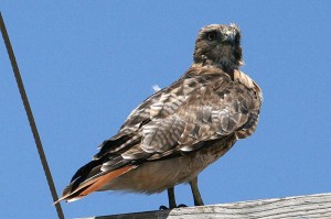 red-tailed-hawk1[1]