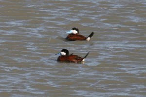 ruddy-duck-img1