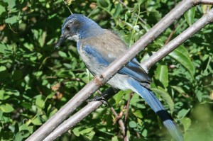 western-scrub-jay1