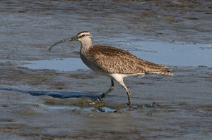 whimbrel1