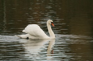 mute-swan123