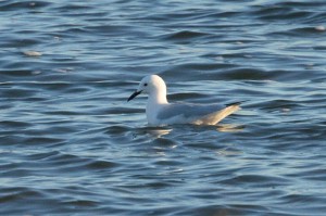 img_2107_langnabbad-mas1