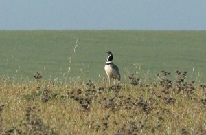 little-bustard1