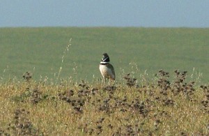 little-bustard2