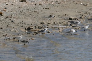 sanderling1