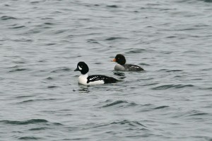 Barrows Goldeneye1