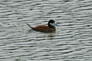 Ruddy Duck1