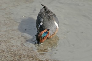 american-teal1
