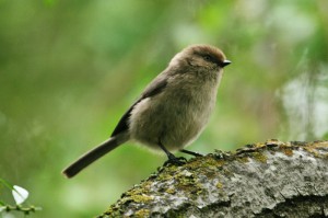 bushtit1