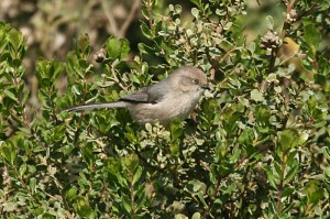 bushtit2