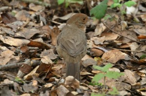 california-towhee1