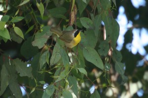 common-yellowthroat3