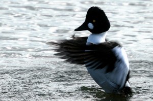 goldeneye1
