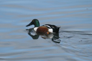 northern-shoveler3