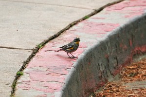 yellow-rumped-warbler2