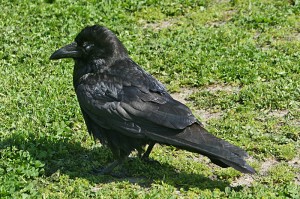Common-Raven1