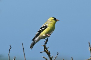 american-goldfinch1
