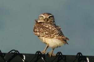 burrowing-owl1