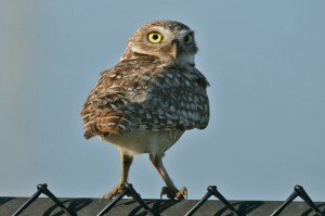 burrowing-owl2