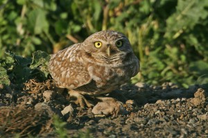 burrowing-owl3