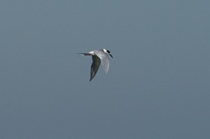forster's-tern2