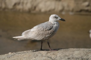 glaucous-winged-gull1