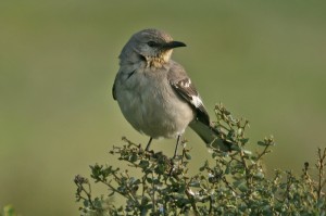 northern-mockingbird1