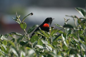 red-winged-blackbird1