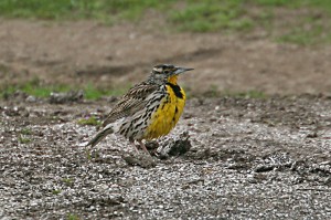 western-meadowlark2