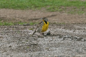 western-medowlark1