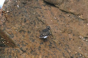 black-turnstone123