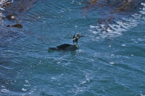 brandt-cormorant123img_1380